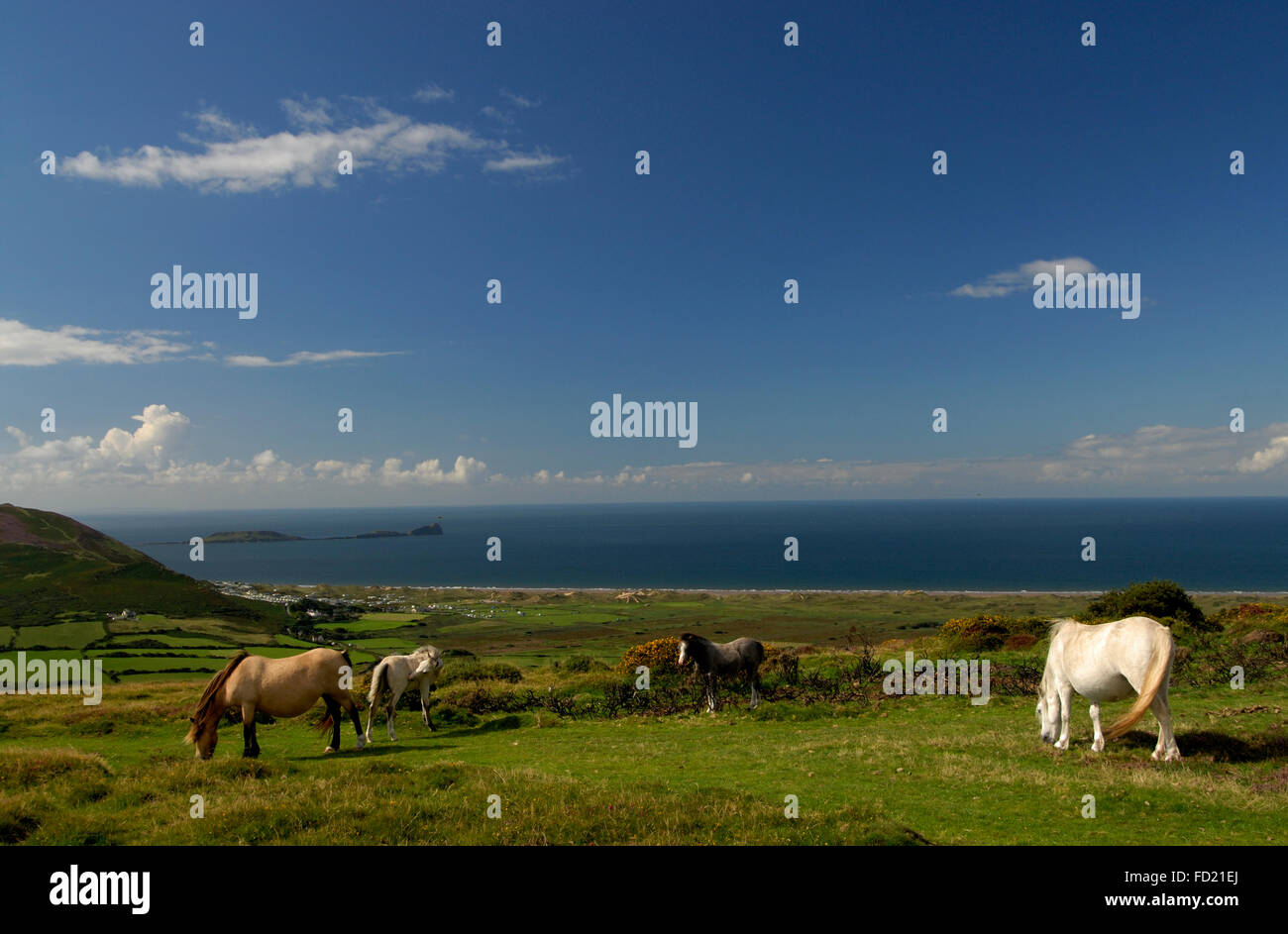 Llanmadoc Hill summit with ponies in foreground and Worms Head in distance. Blue sky with light cloud and calm sea. Stock Photo