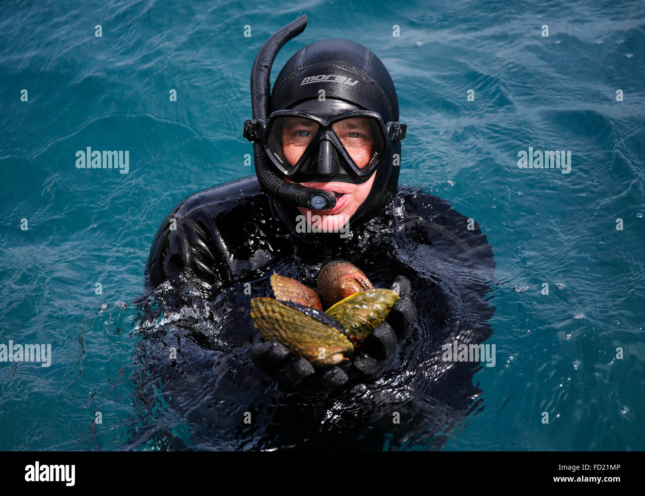 (160127) -- YAN'AN, Jan. 27, 2016 (Xinhua) -- Fisher Tim catches black abalones in New Zealand, Jan. 21, 2016. As Chinese Lunar New Year draws near, Zhang Fucai, a villager lives in Luochuan County of northwest China, enjoyed an exotic gourmet meal with his family members thanks to the e-commerce. Zhang was chosen as a lucky consumer of an online store selling New Zealand seafood, and a New Zealand chef was sent to his home to cook the seafood shipped within 72 hours from the place of origin.   (Xinhua/Wang He) (zkr) Stock Photo