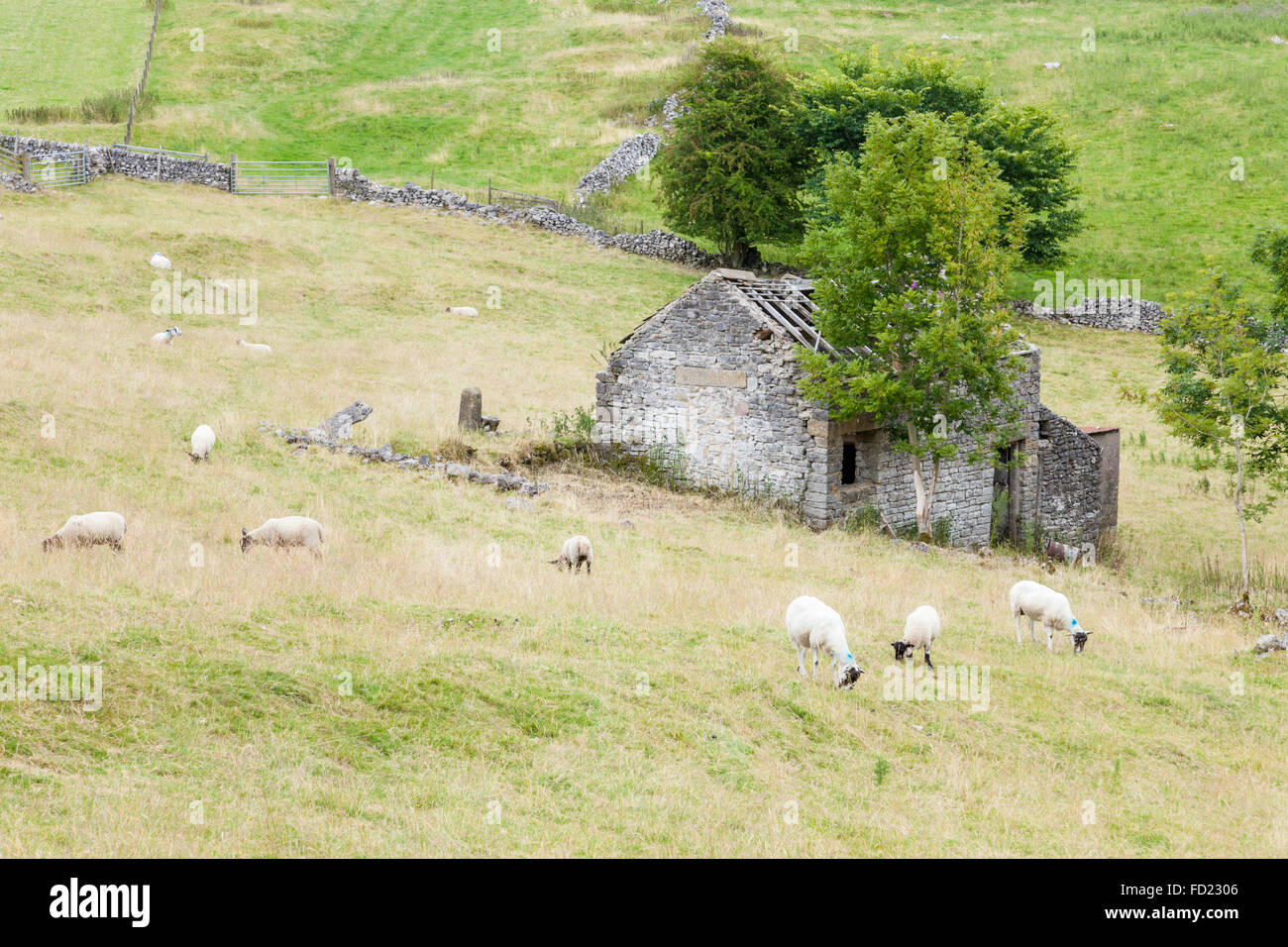 Sheep in a field around the ruins of an old farm building, Derbyshire, England, UK Stock Photo