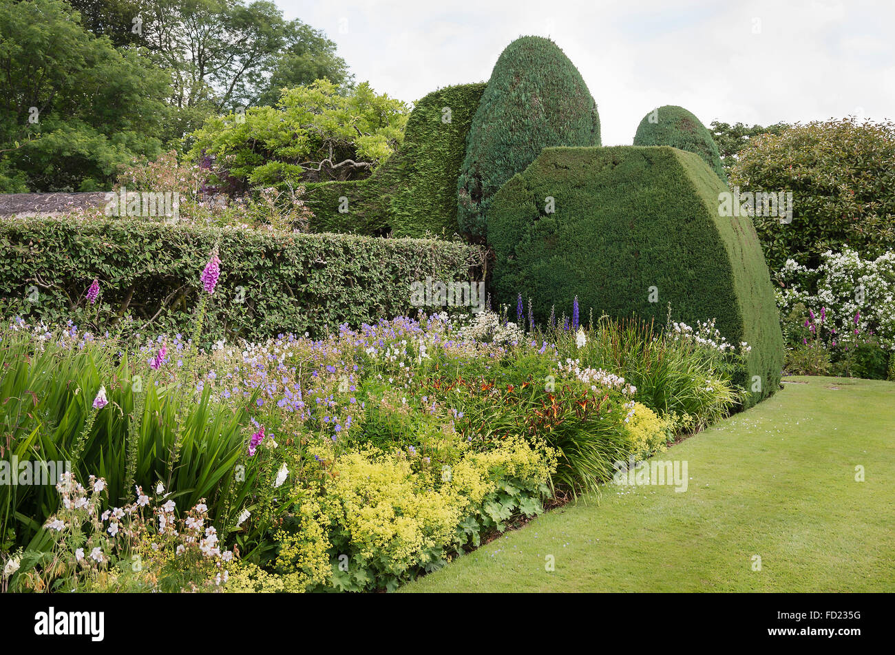 Herbaceous border sheltered by low hedge and topiary Stock Photo
