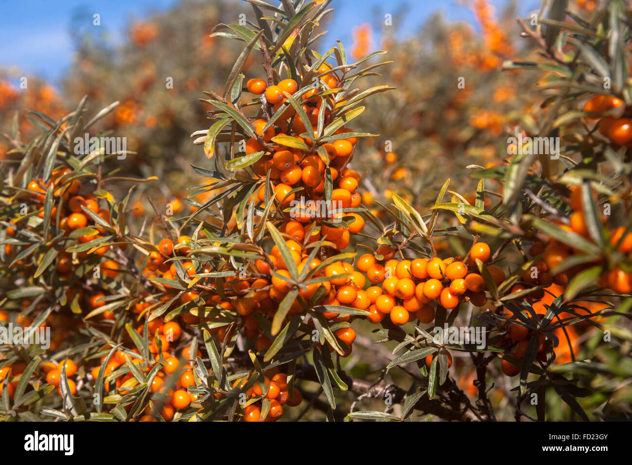 Europe, Netherlands, Zeeland, sea buckthorn (lat. Hippophae rhamnoides) in the dunes near Domburg on the peninsula Walcheren. Stock Photo