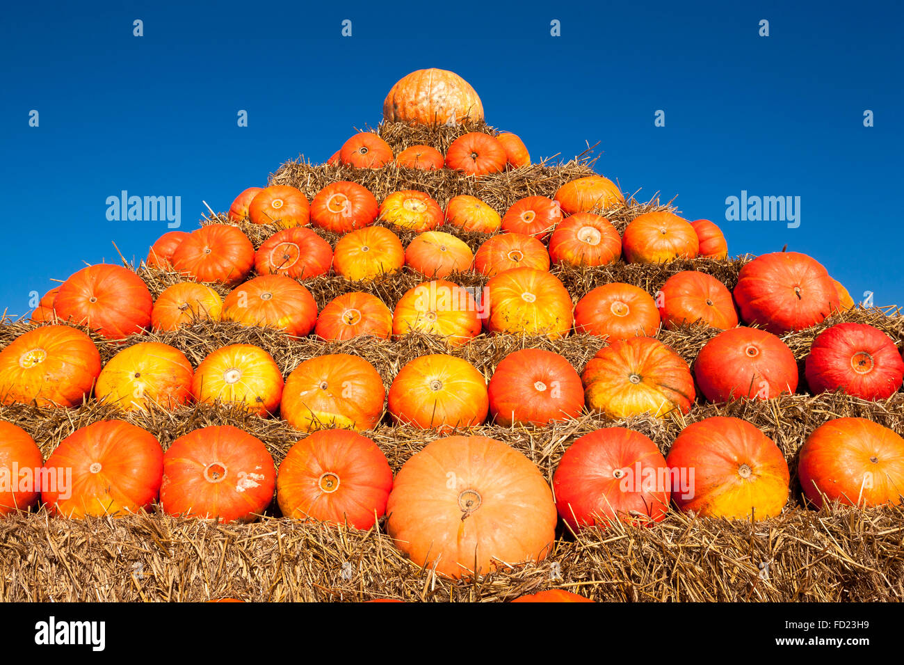 Europe, Germany, North Rhine-Westphalia, a pyramid of pumkins on a field near Hamminkeln-Bruenen at the Lower Rhine Region. Stock Photo