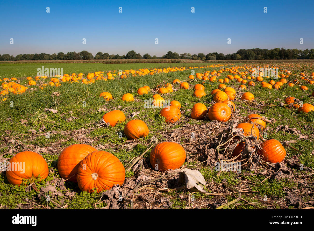 Europe, Germany, North Rhine-Westphalia, field with pumkins near Hamminkeln-Bruenen at the Lower Rhine Region. Stock Photo