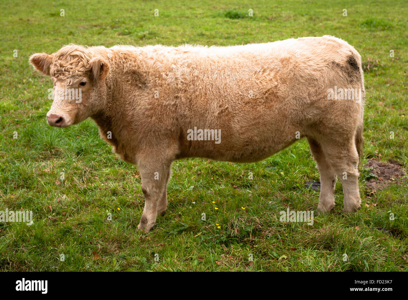 Europe, Germany, North Rhine-Westphalia, Lower Rhine Region, Charolais cattle on a pasture near Wesel. Stock Photo
