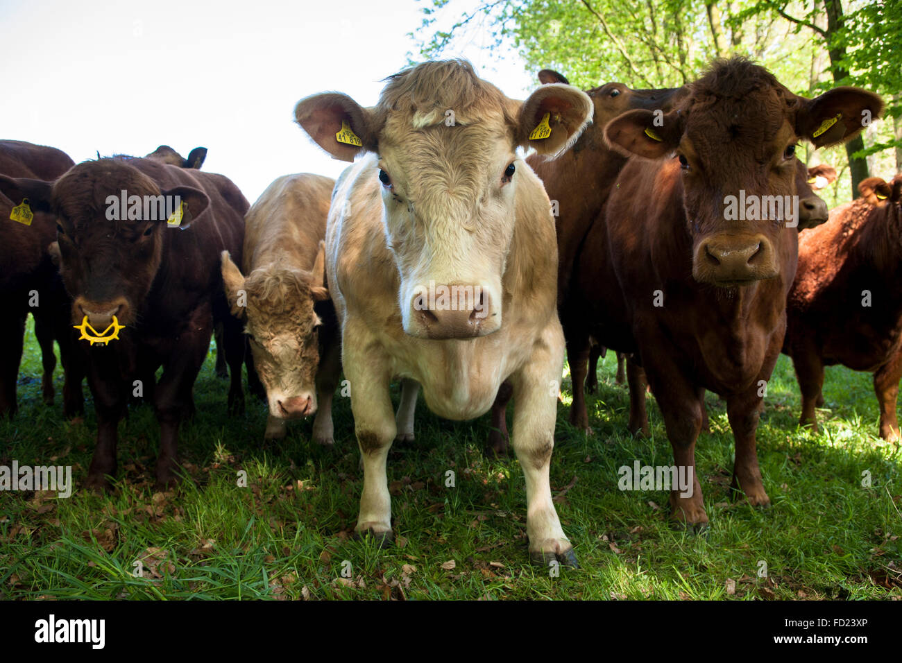 Europe, Germany, North Rhine-Westphalia, Lower Rhine Region, Charolais cattle on a pasture near Wesel. Stock Photo