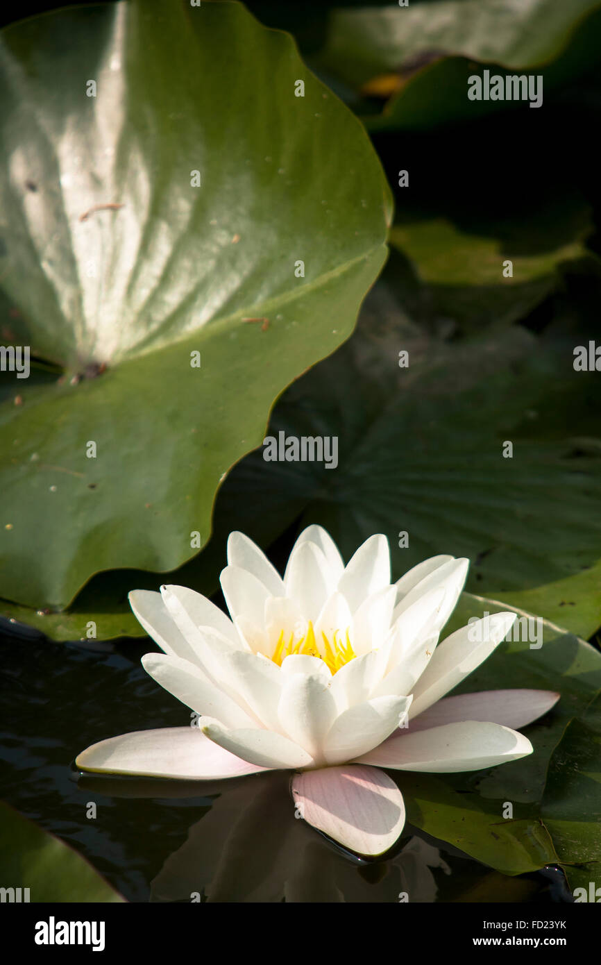 Europe, Germany, North Rhine-Westphalia, Lower Rhine Region, white water lily (lat. Nymphae alba). Stock Photo