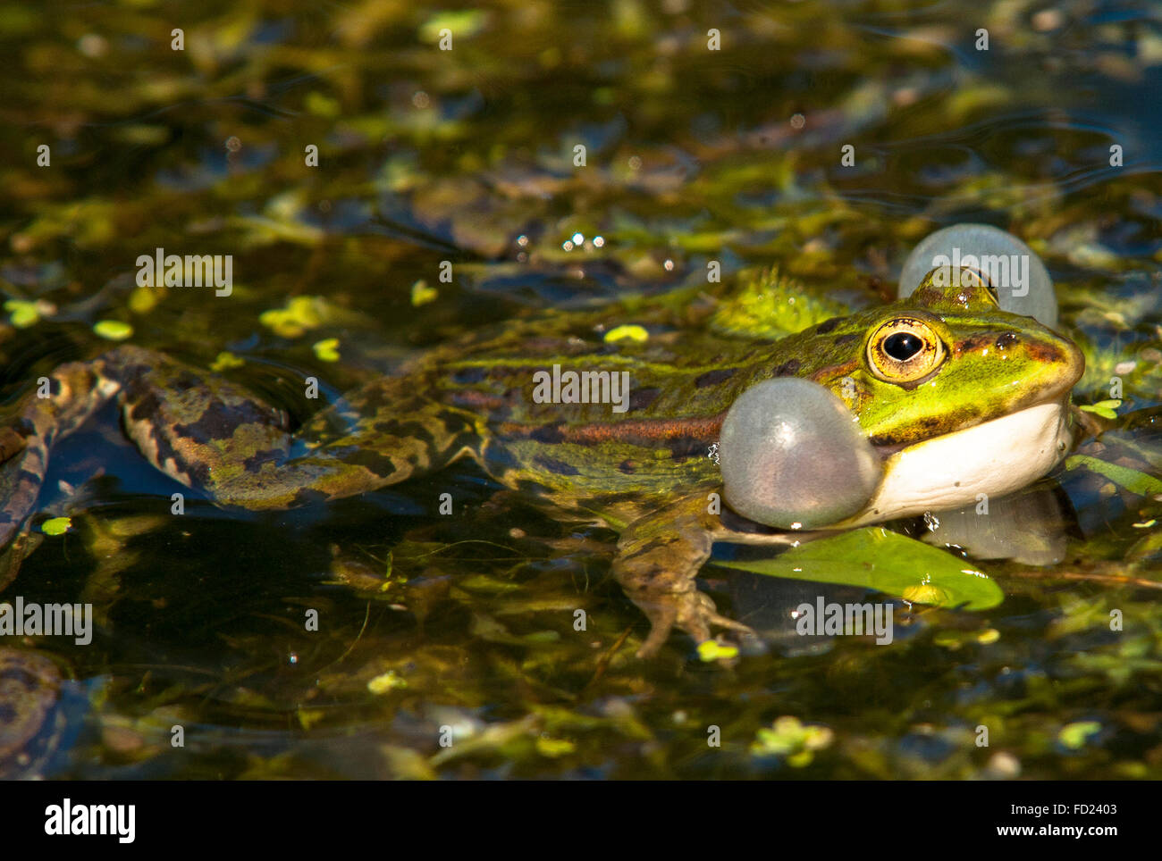 Europe, Germany, North Rhine-Westphalia, Lower Rhine Region, Edible Frog (lat. Rana kl. esculenta) with vocal sac. Stock Photo