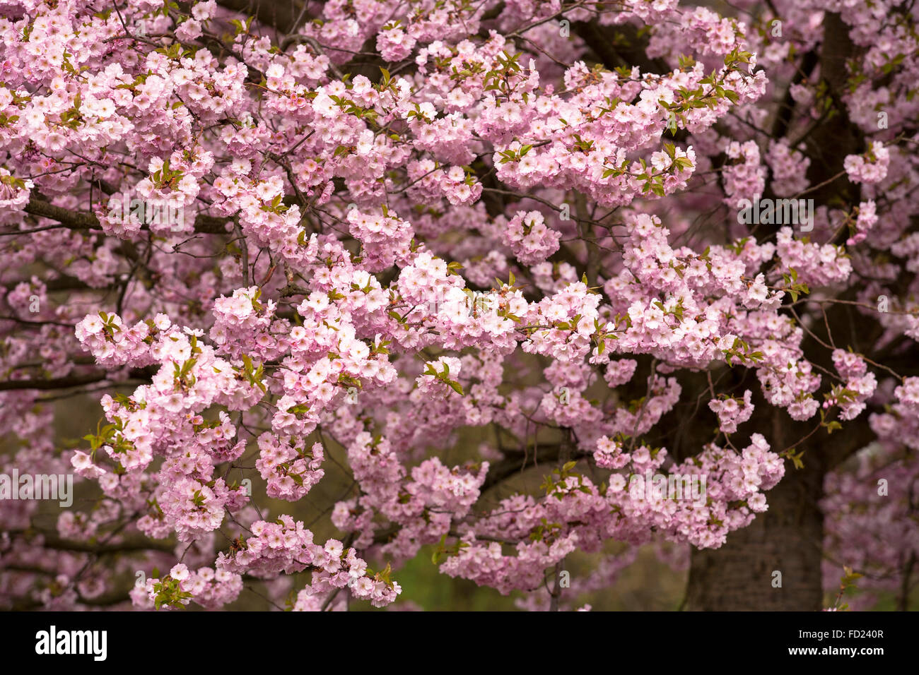 Europe, Germany, North Rhine-Westphalia, abloom Japanese cherry trees (lat. Prunus serrulata) near Sprockhoevel. Stock Photo