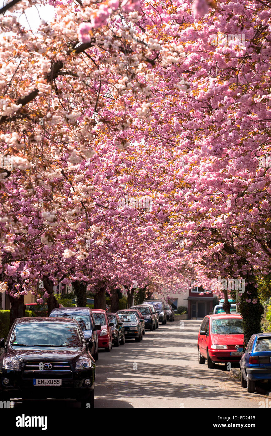 Europe, Germany, North Rhine-Westphalia, Ruhr Area, Wetter at the river Ruhr, street with blooming cherry trees. Stock Photo