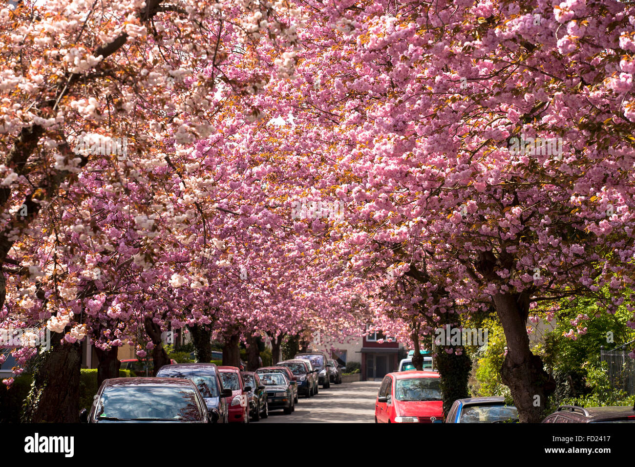 Europe, Germany, North Rhine-Westphalia, Ruhr Area, Wetter at the river Ruhr, street with blooming cherry trees. Stock Photo
