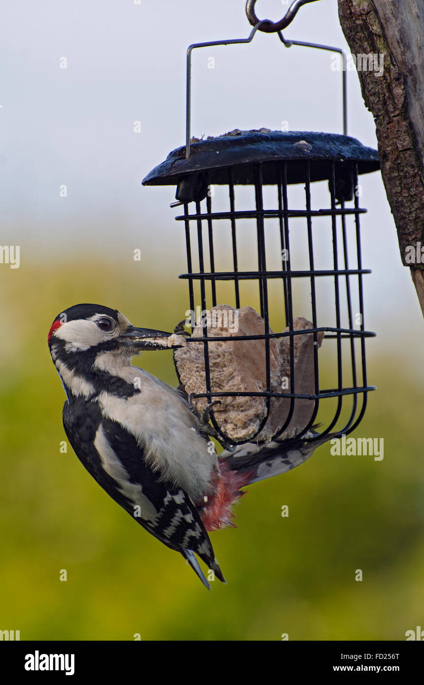 Male Great spotted woodpecker, Dendrocopos major, hanging from bird feeder in garden, Lancashire, UK Stock Photo