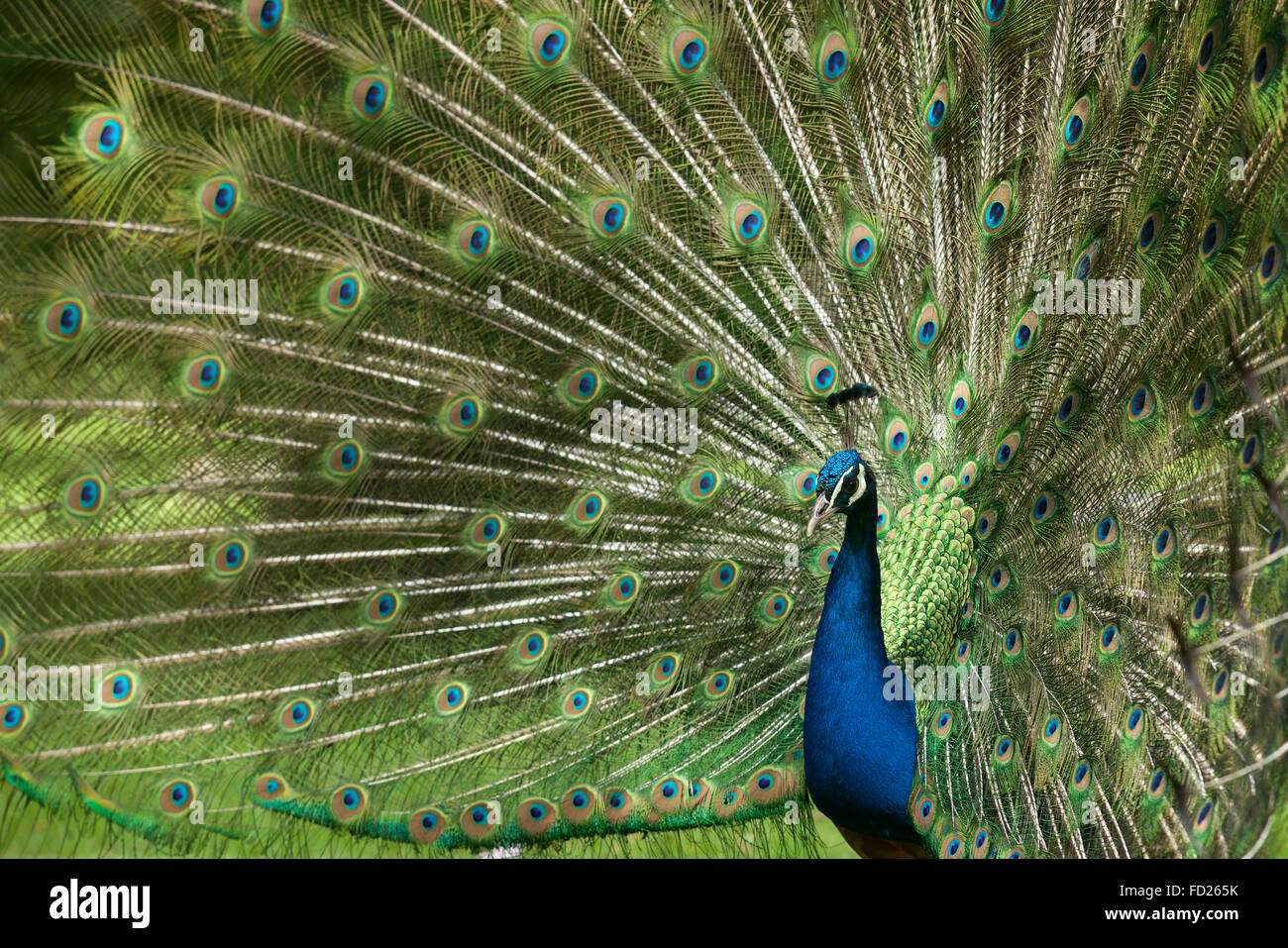 Europe, Germany, peacock, common peafowl (lat. Pavo cristatus) displaying tail, at the Forstbotanischer Garten, an arboretum and Stock Photo