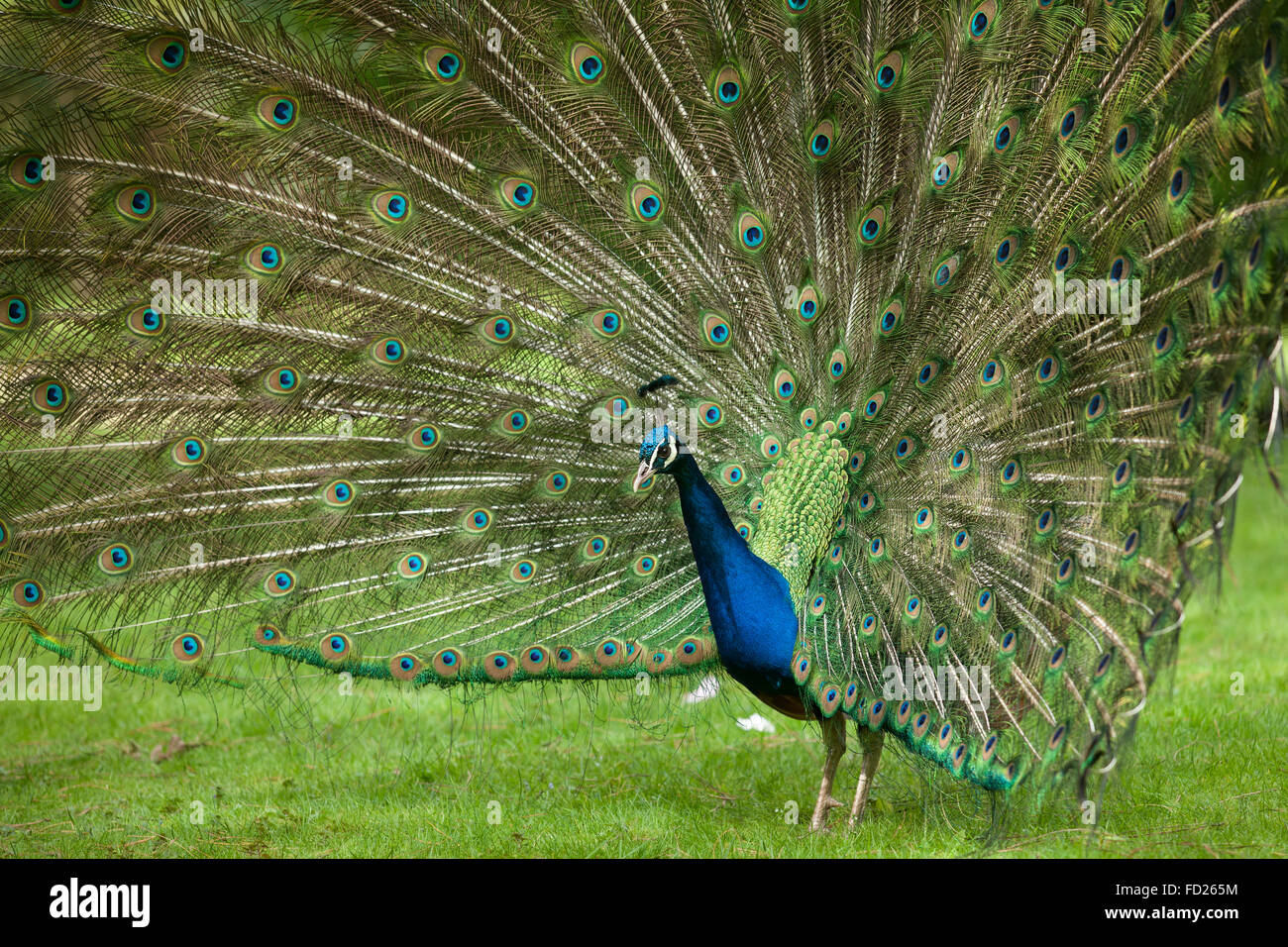 Europe, Germany, peacock, common peafowl (lat. Pavo cristatus) displaying tail, at the Forstbotanischer Garten, an arboretum and Stock Photo