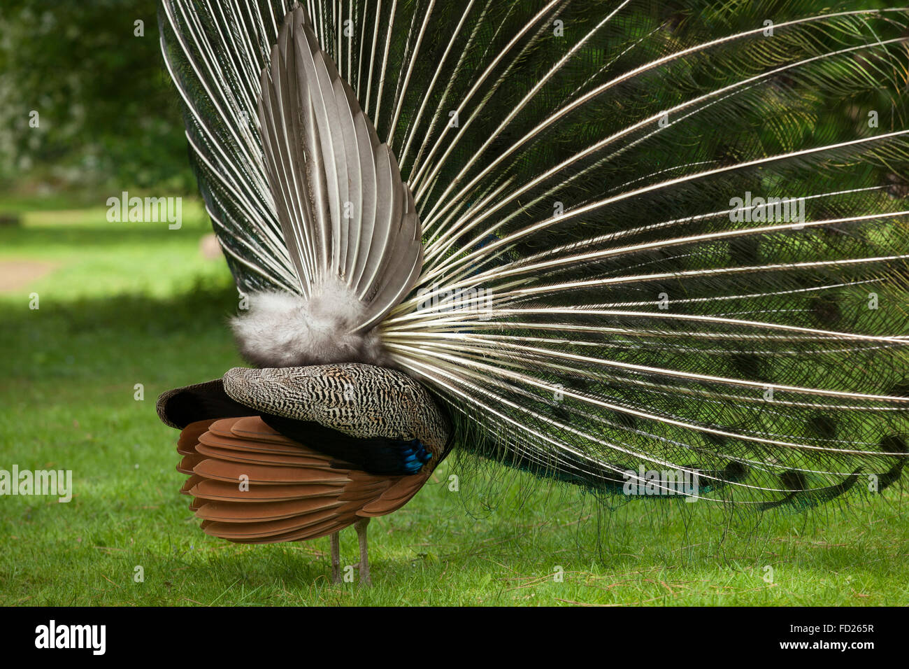 Europe, Germany, peacock, common peafowl (lat. Pavo cristatus), displaying tail, at the Forstbotanischer Garten, an arboretum an Stock Photo