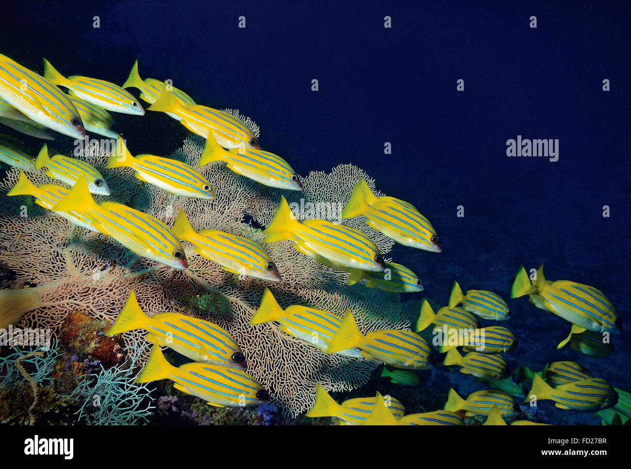 Shoal of bluestripe snapper, Lutjanus kasmira, swimming in front of Sea fan coral, Gorgonacea, Maldives, Indian Ocean Stock Photo