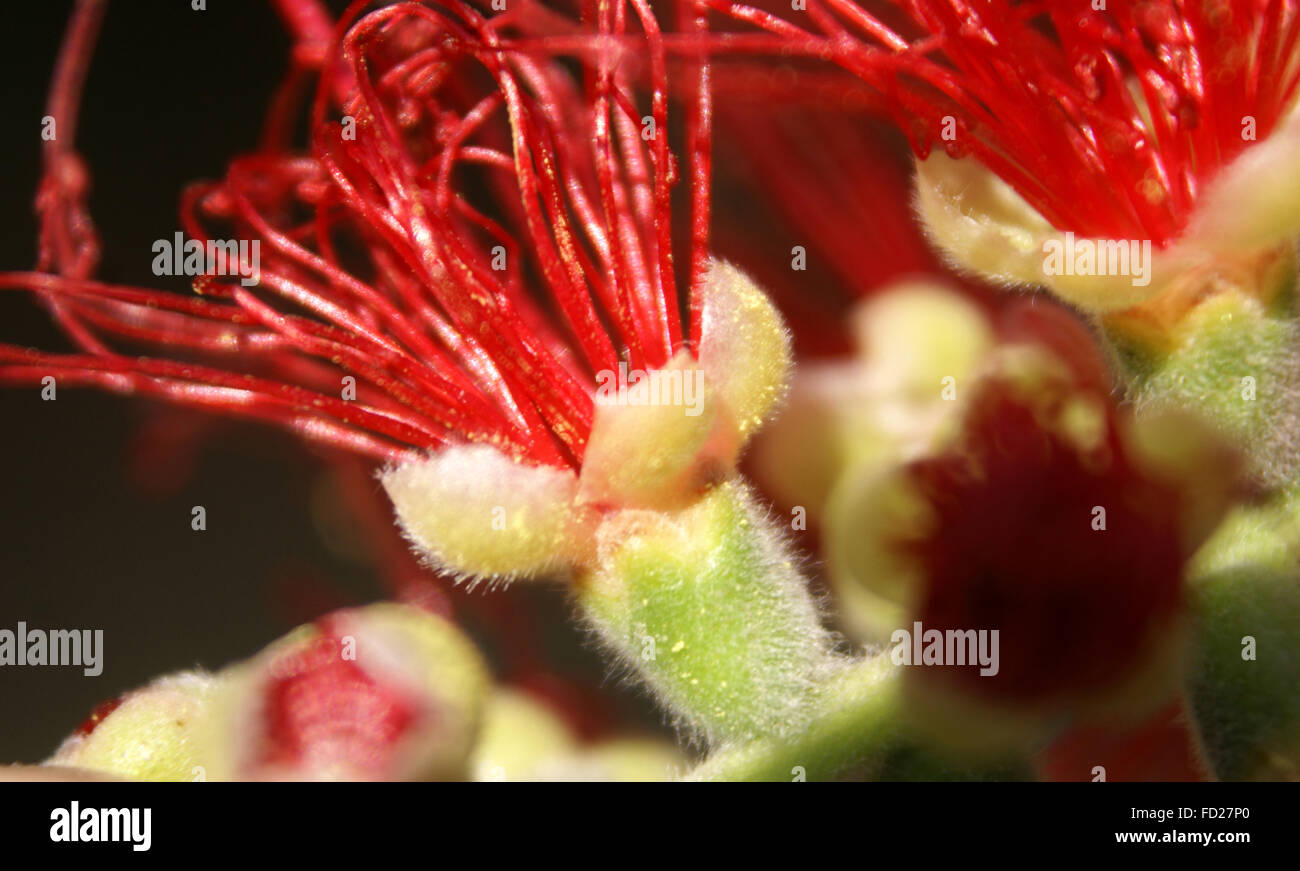 Callistemon viminalis, devergreen tree with drooping branches, linear-lanceolate leaves, red flowers in spikes, united filaments Stock Photo