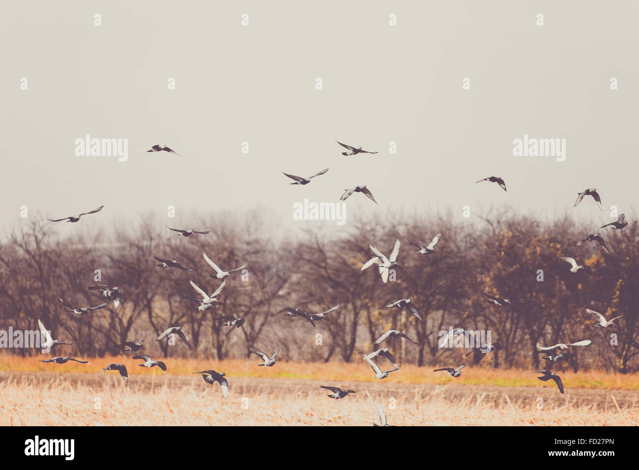 Sky with Birds in Autumn. Field of Grass, Forest Trees and Flying Birds. Pigeons Fly After Harvesting and Plowing Fields. Natura Stock Photo