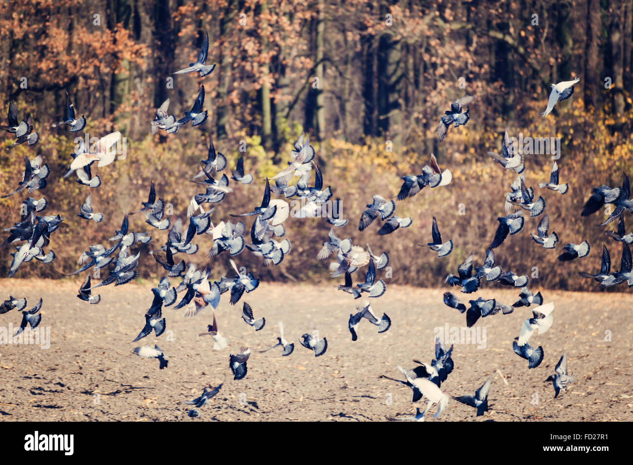 Sky with Birds in Autumn. Field of Grass, Forest Trees and Flying Birds. Pigeons Fly After Harvesting and Plowing Fields. Natura Stock Photo