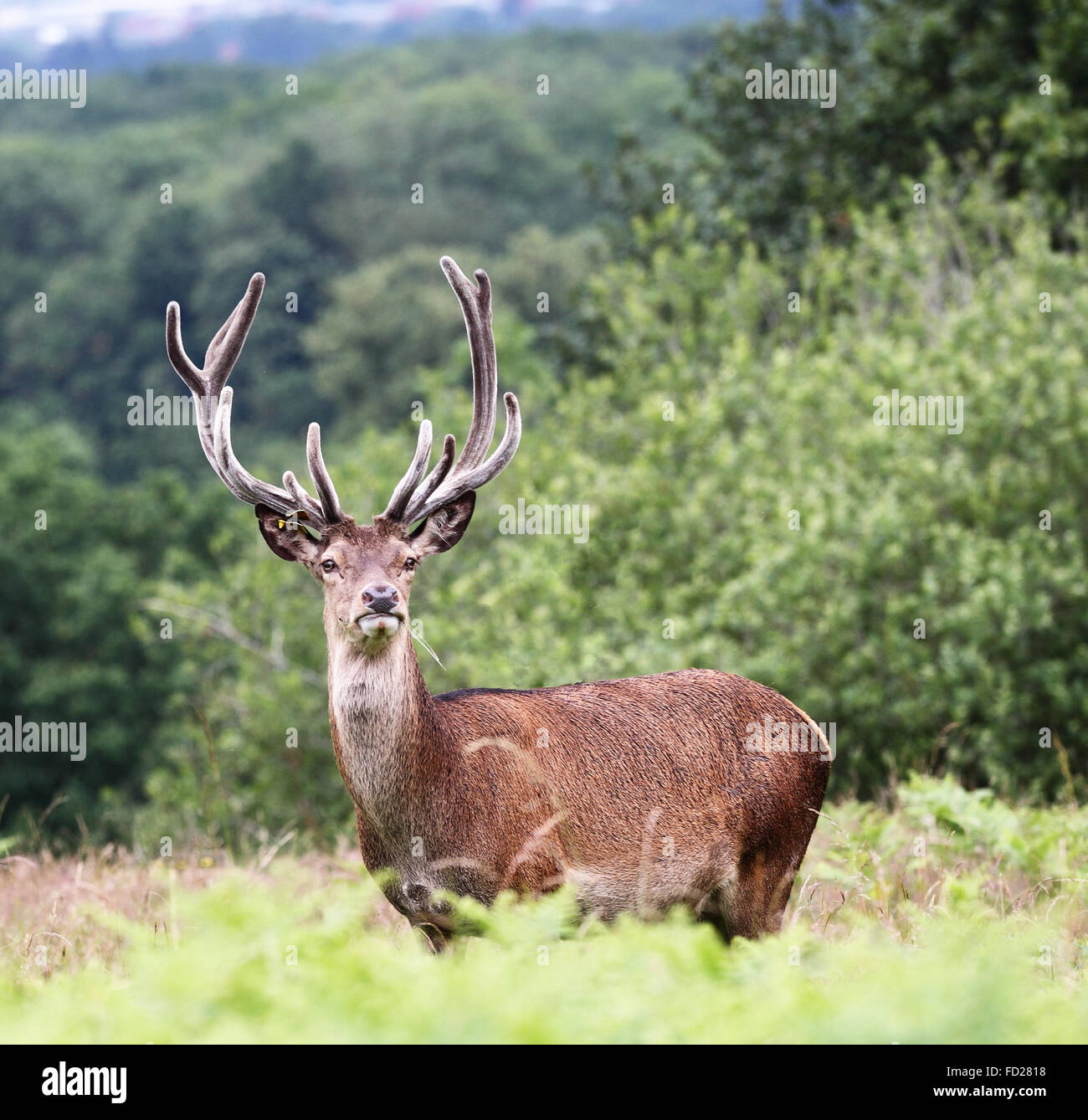 Watchful Red Stag Deer (Cervus Elaphus) Stock Photo