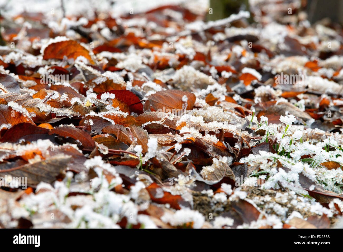 Herbstlaub, Rauhreif | autumn foliage, hoar frost Stock Photo