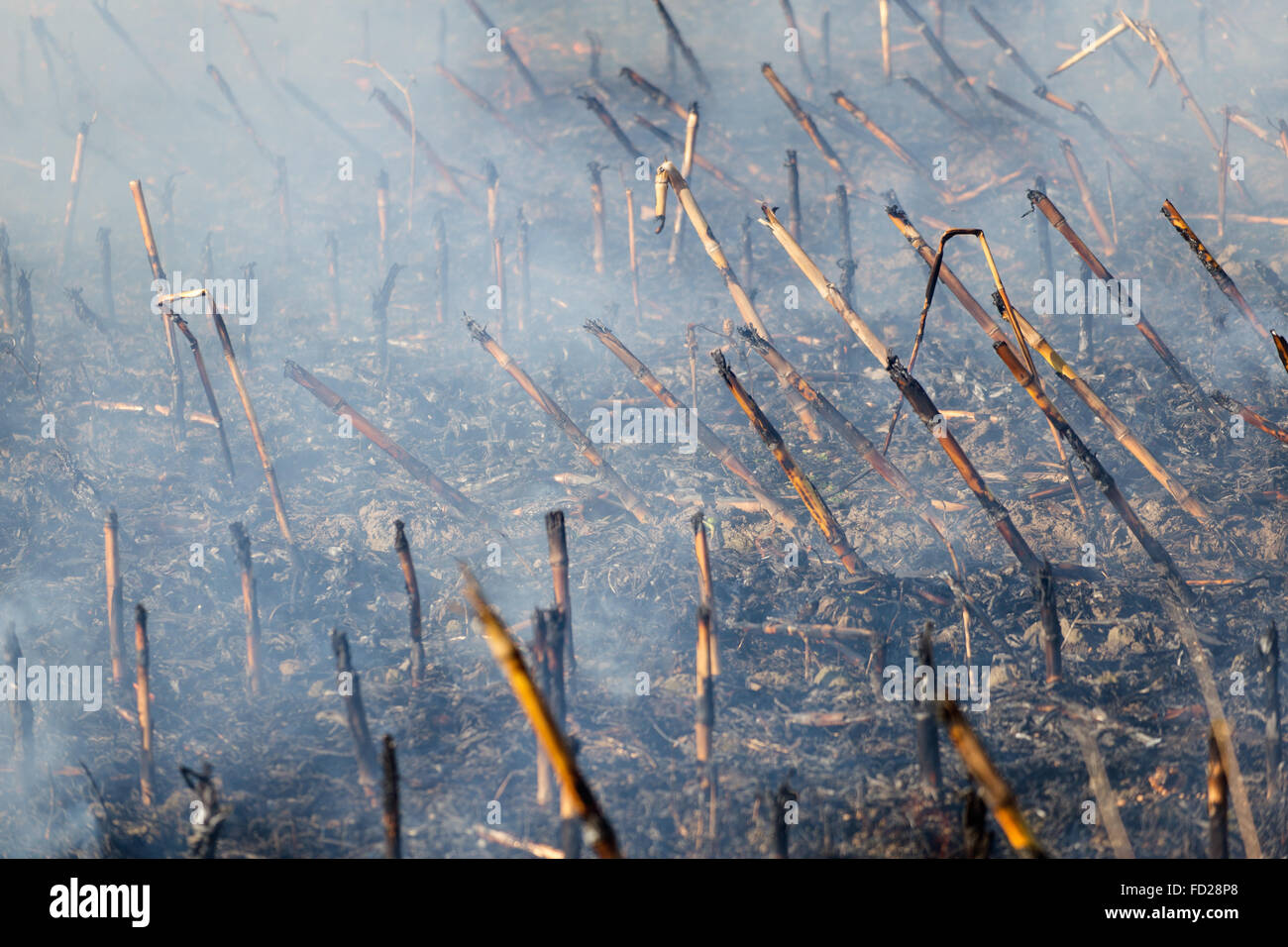 Fire in the Cornfield After Harvest. Fire on Dry Corn Field Close Up