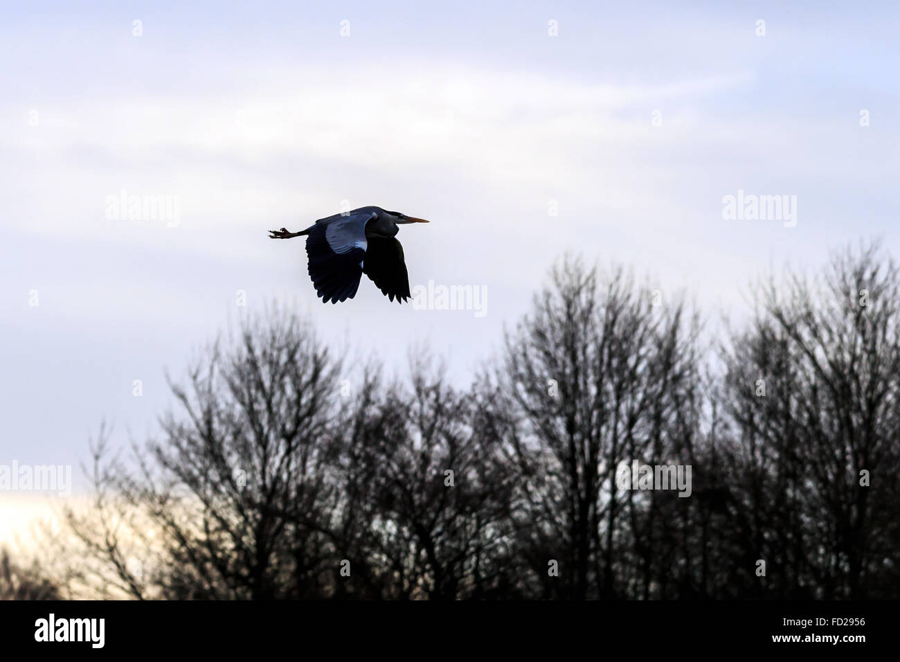 Silhouette of Grey Heron flying with a grey cloud and tree background Stock Photo