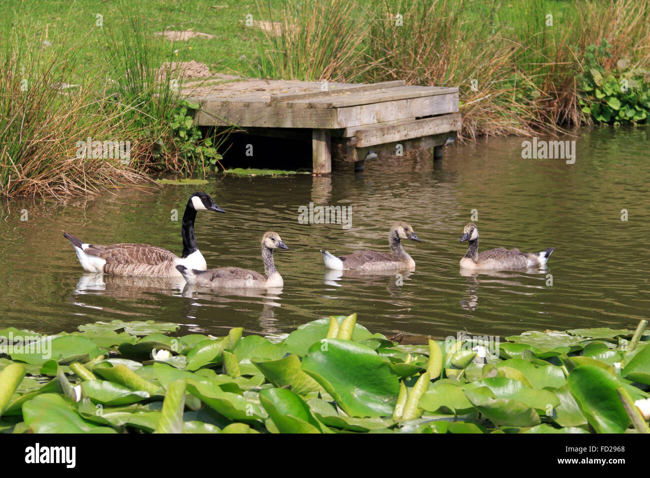 Canada Goose with three juveniles swimming on pond near a fishing platform Stock Photo