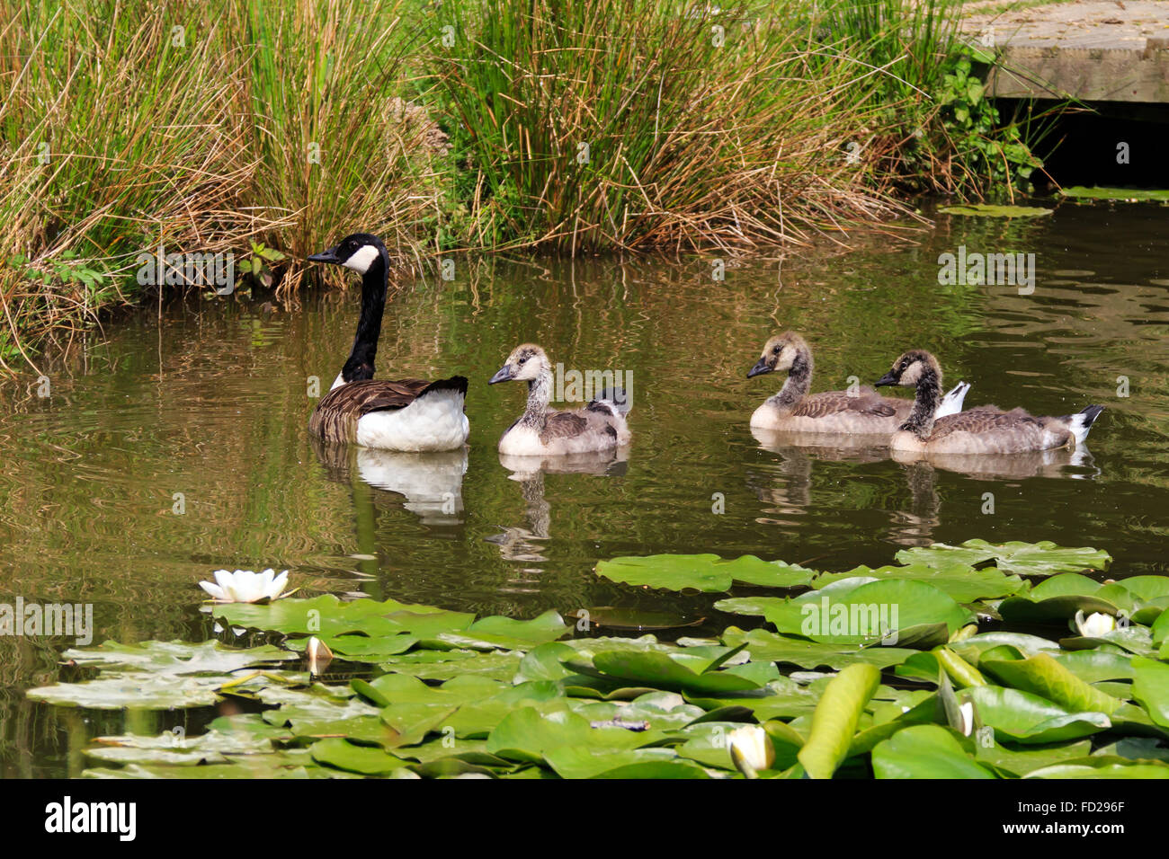 Canada Goose with three juveniles swimming on pond near a fishing platform Stock Photo