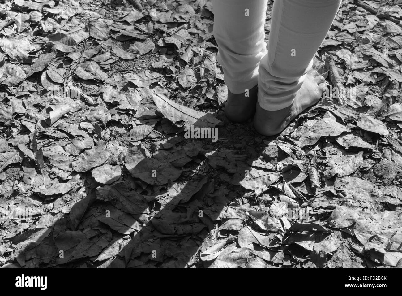 shadow of women contrast standing on ground and dry leaf Stock Photo