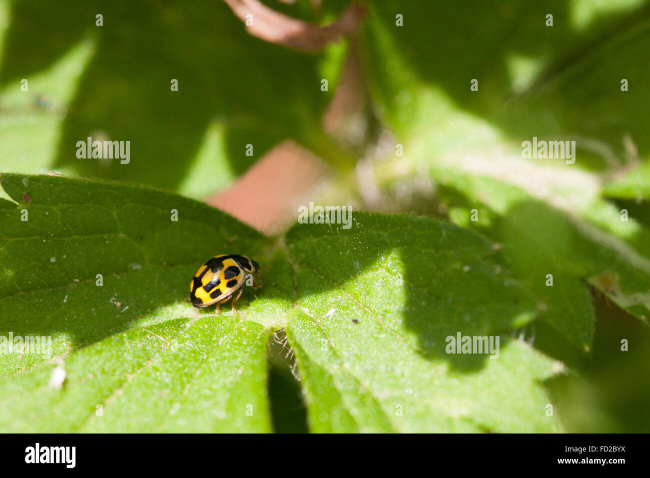 #30DaysWild day 24, found this little yellow ladybird scurrying around the undergrowth.  This is Propylea 14-punctata, the 14-sp Stock Photo