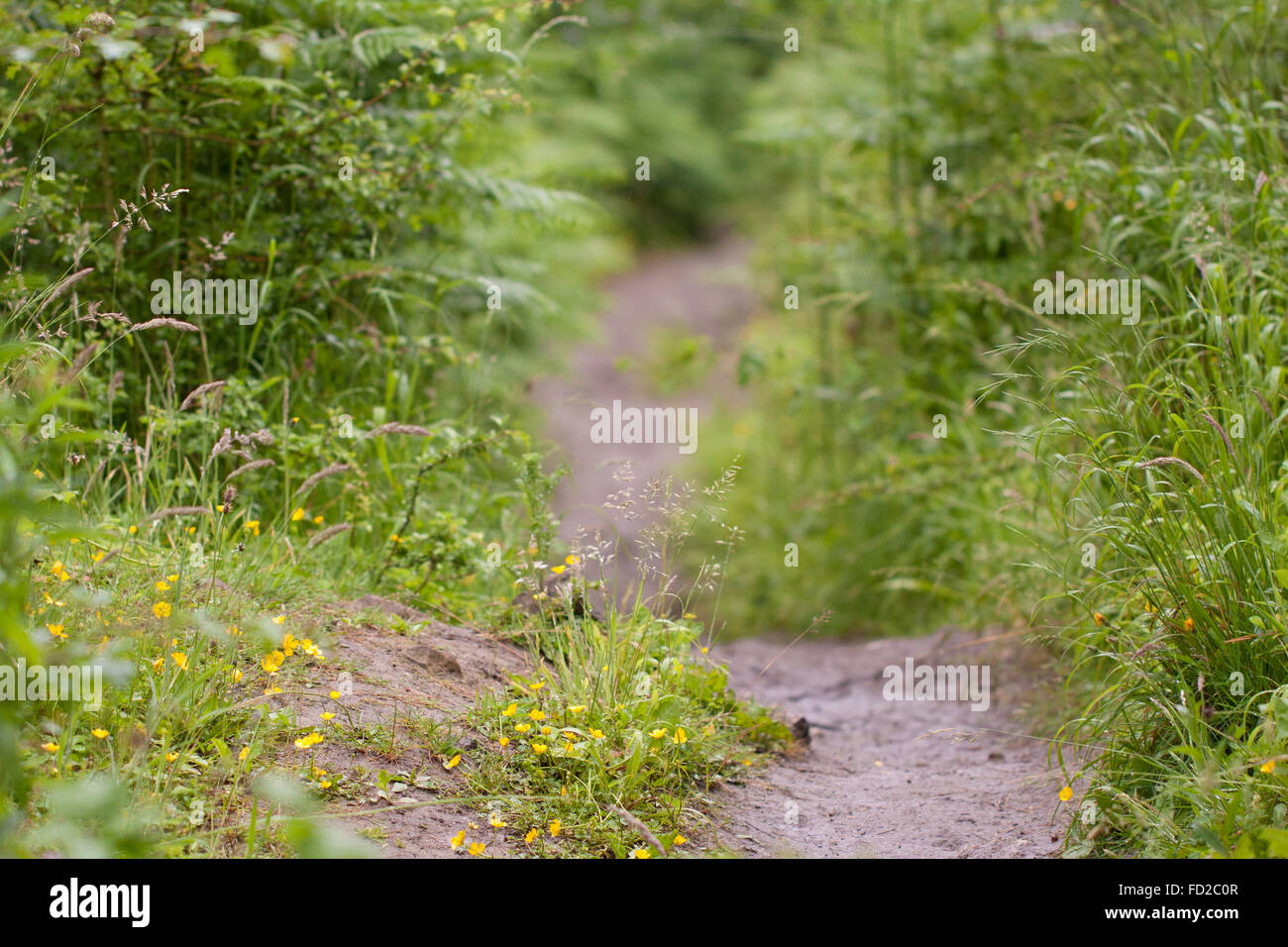 Muddy path winding through the bushes, grass and buttercups Stock Photo
