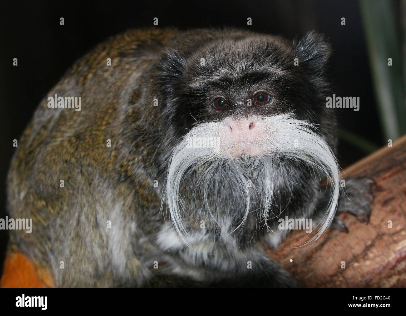 Emperor tamarin monkey (Saguinus imperator) a.k.a. Brockway monkey, native to Brazil, Bolivia & Peru. Stock Photo