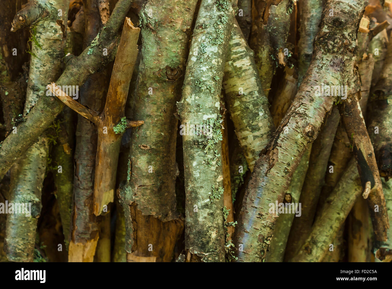 Dry branches broken branches hi-res stock photography and images - Alamy