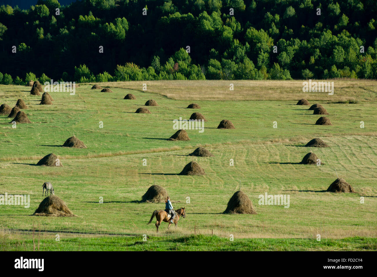Georgien, Kachetien, Tuscheti-Nationalpark, Omalo, Landwirtschaft Stock Photo