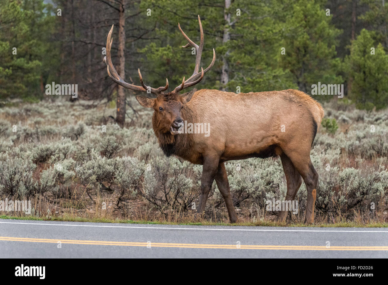 Elk are also called wapiti, a Native American word that means "light