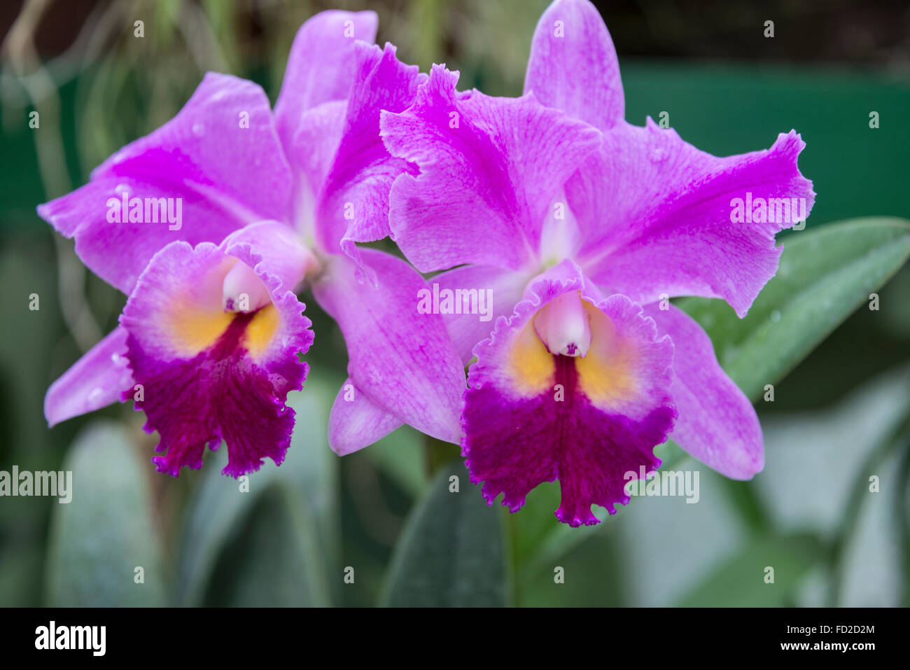 A Cattleya Hybrid orchid on display in the Orchid House in the Peradeniya Botanical Gardens 5.5km west of  Kandy in  Sri Lanka Stock Photo