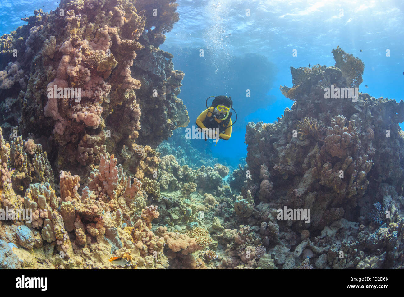 scuba, diver, diving, coral, sea, reef, red, tropical, underwater, fish, ocean, water, marine, egypt, nature, blue, divers, Stock Photo
