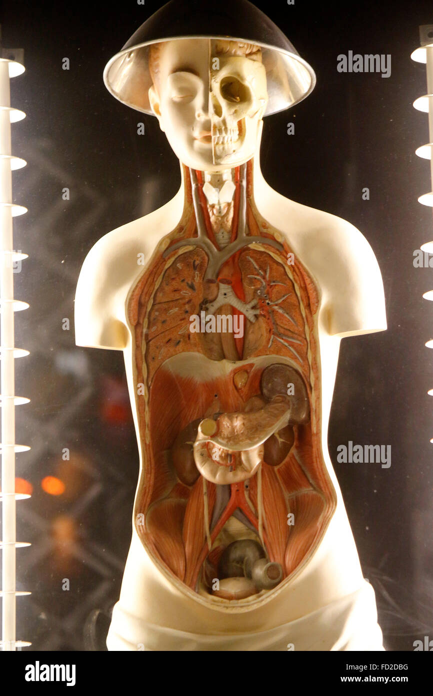 11 '' Männliche Anatomie Abbildung Modell Anatomische Referenz für 