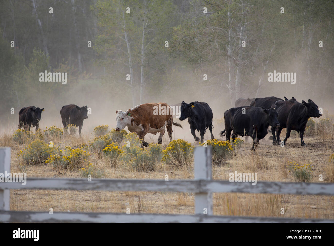 Cattle herding at a cattle ranch Stock Photo