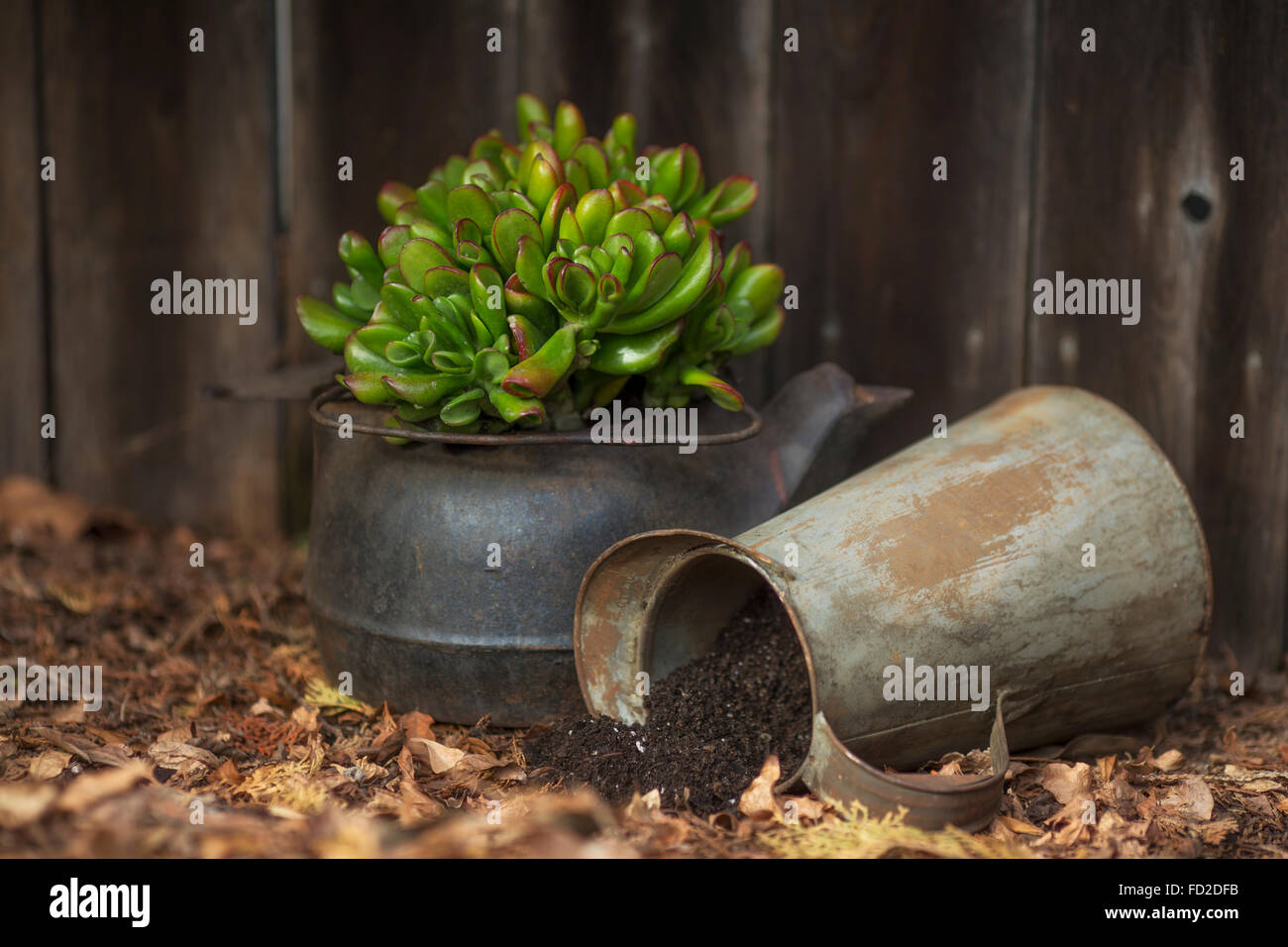 A Jade succulent plant, potted in an antique, cast iron tea kettle. Stock Photo