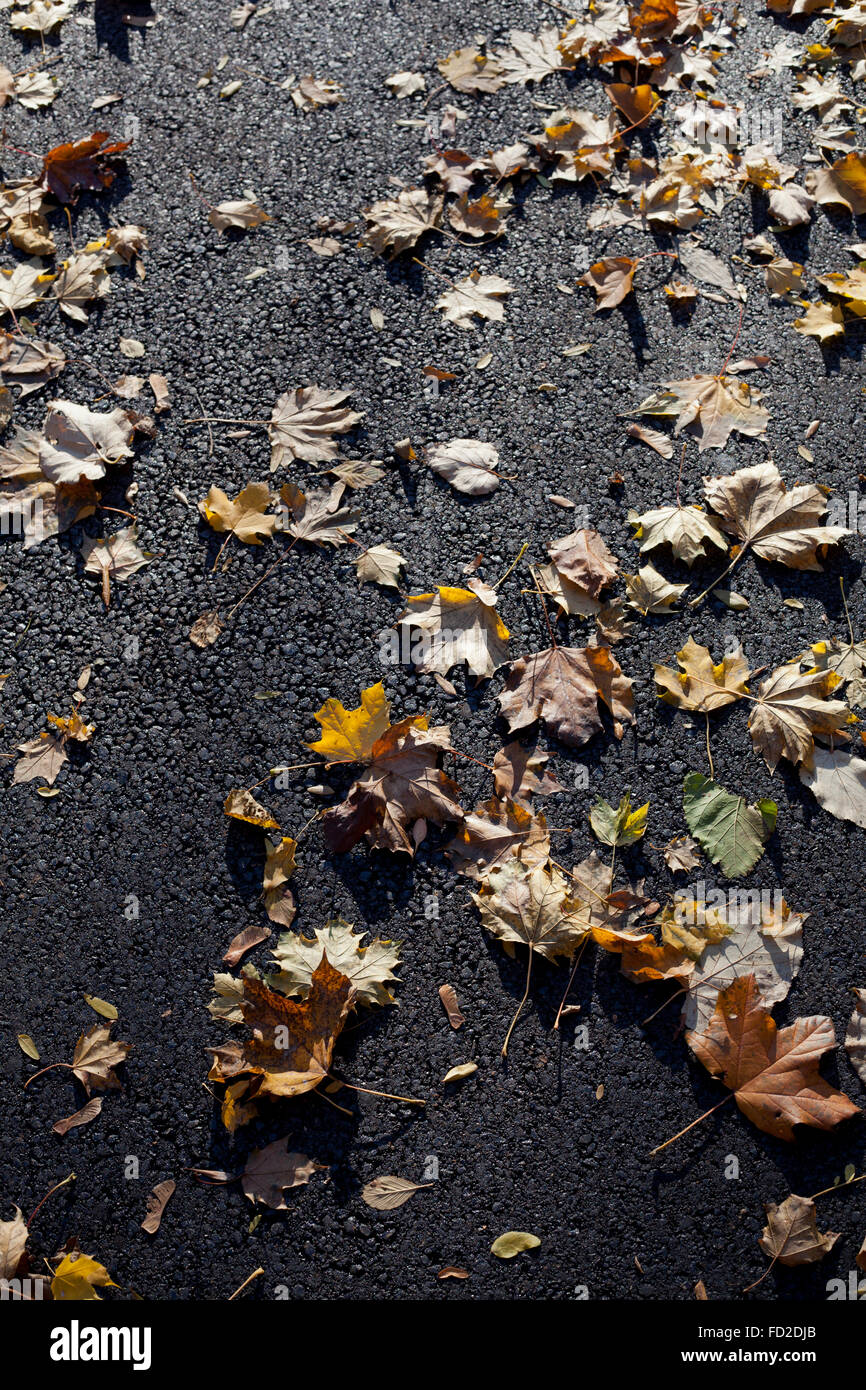 Autumn Leaves on Asphalt Pavement Stock Photo