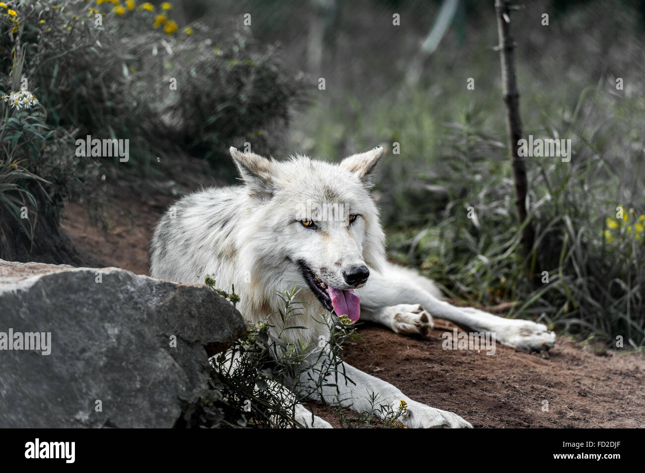 Wild gray wolf in Quebec, Canada Stock Photo