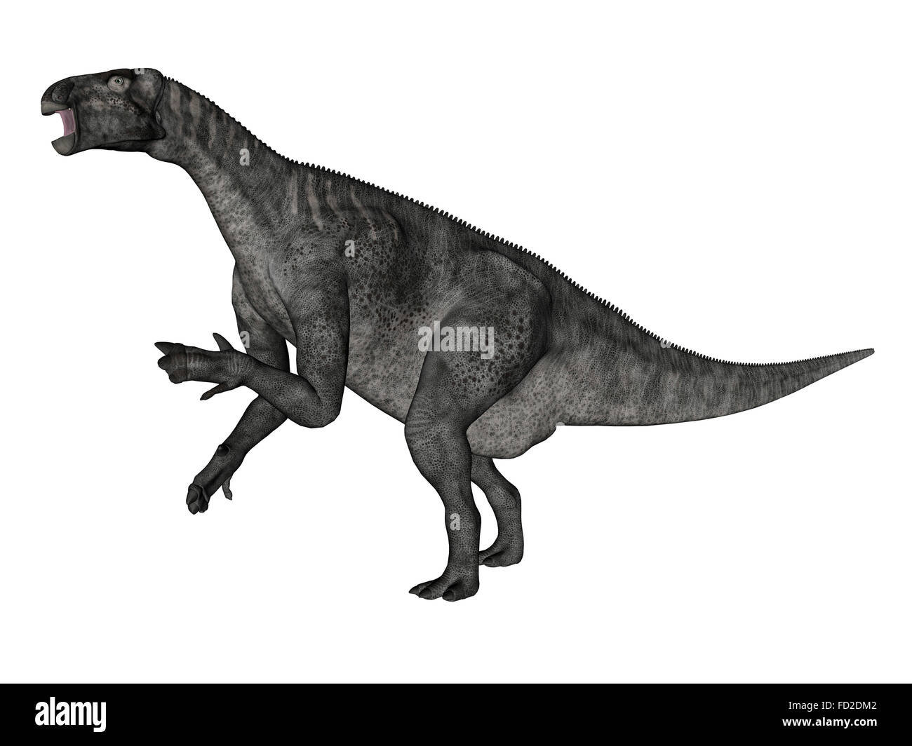 Iguanodon dinosaur rearing up, white background. Stock Photo