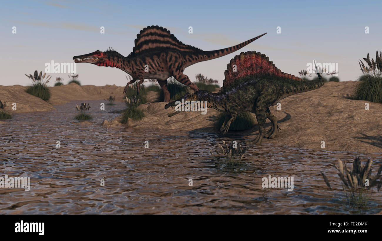 Two Spinosaurus dinosaurs hunting for food. Stock Photo