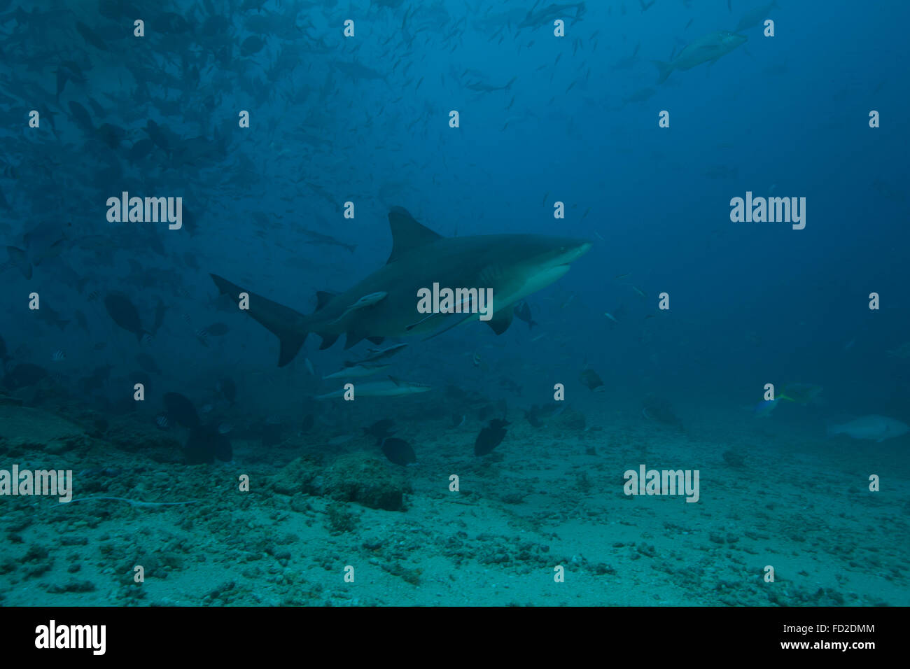 A large bull shark (Carcharhinus leucas) at The Bistro dive site in Fiji. Stock Photo