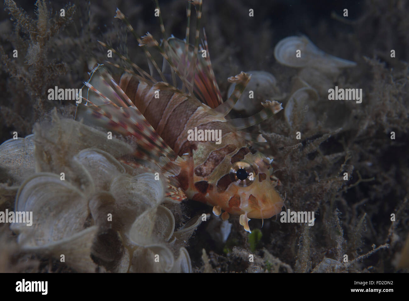 Juvenille lionfish hides in the shallows of an inshore Fijian weed bed. Stock Photo