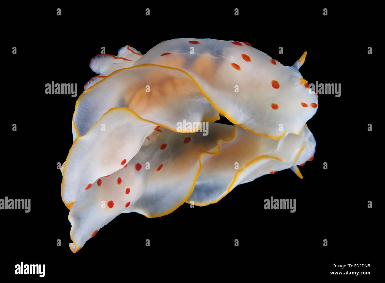 Gymnodoris ceylonica nudibranch, Beqa Lagoon, Fiji. Stock Photo