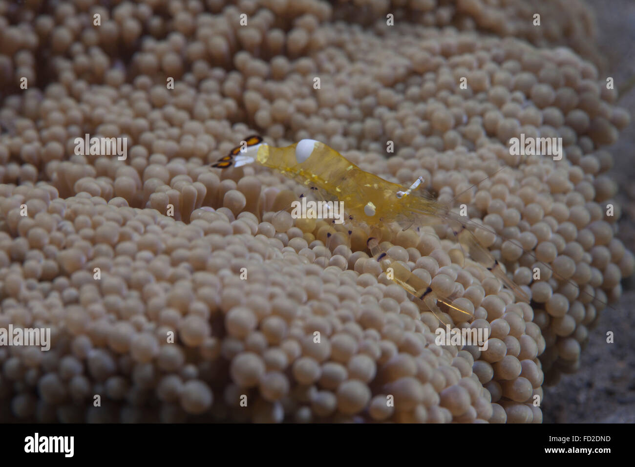 Popcorn shrimp (Periclimenes brevicarpalis) on an anenome on a Fijian Reef. Stock Photo