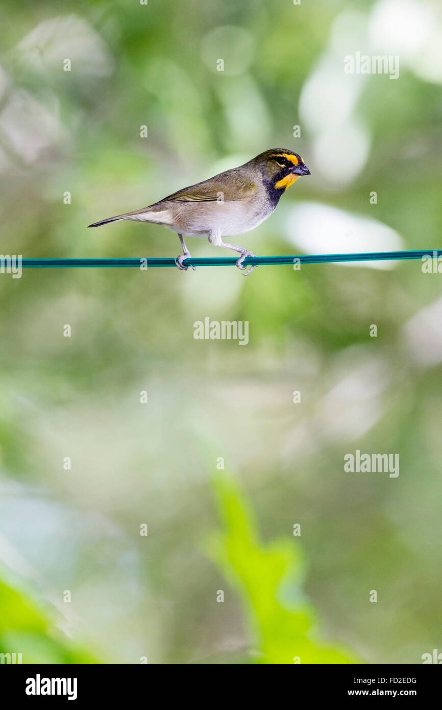 yellow-faced grassquit (Tiaris olivaceus) adult male perched on wire in forest garden, Jamaica, Caribbean Stock Photo