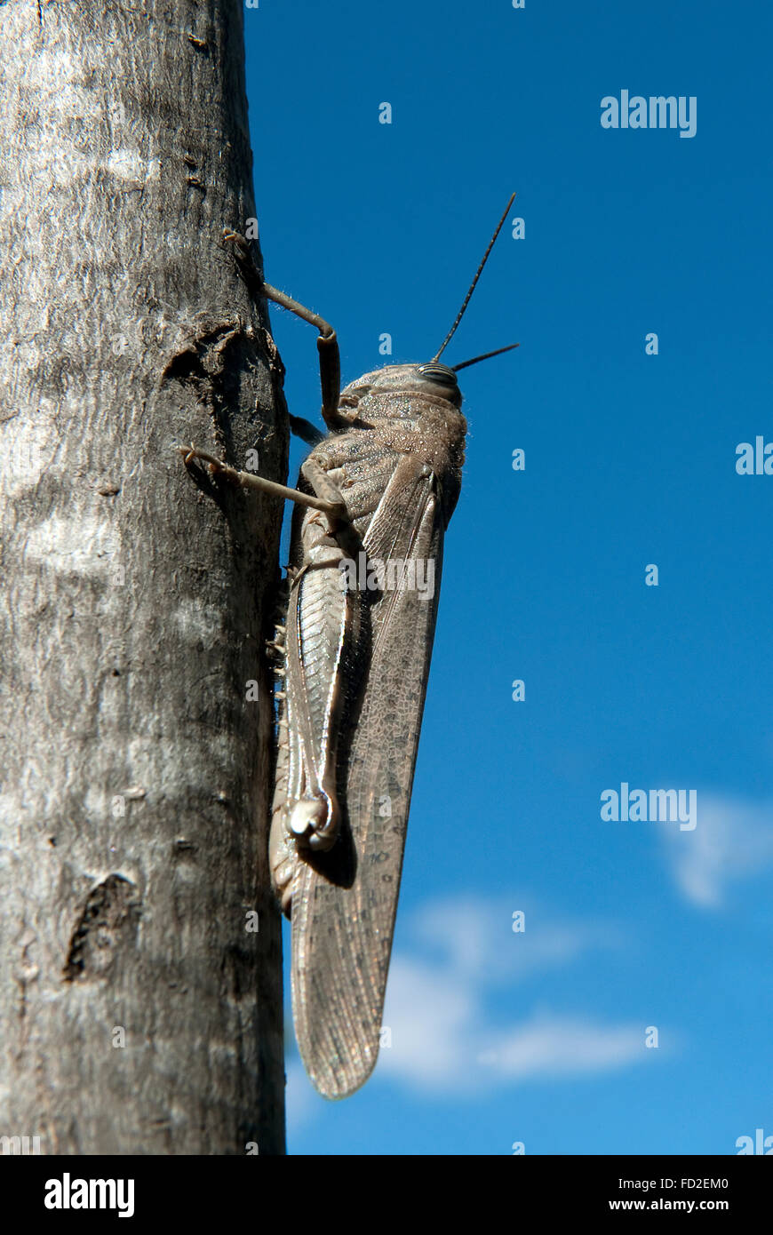 Cigale at a tree in the South of France. Selective focuse at the head Stock Photo